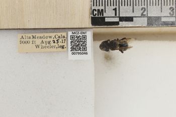 Media type: image;   Entomology 795046 Aspect: Labels